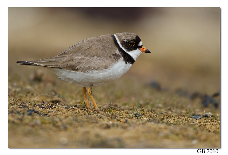 SEMIPALMATED PLOVER